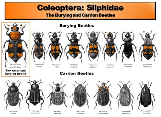 A detailed infosheet showing the different species of carrion beetles.